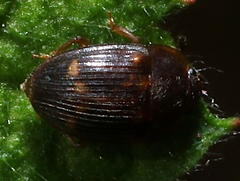 Stelidota geminata