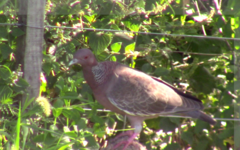 Patagioenas picazuro