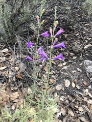 Penstemon heterophyllus