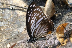 Graphium xenocles