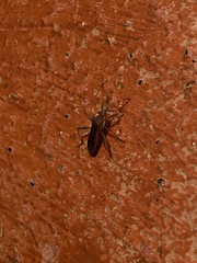 Burtinus notatipennis