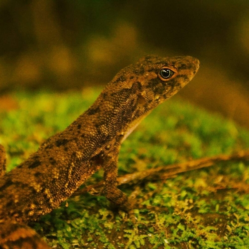 Malposo Scaly Anole