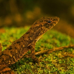 Anolis compressicauda