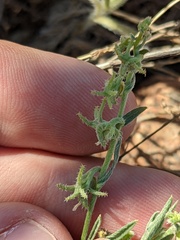 Palmer's harpagonella (Harpagonella palmeri)
