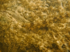 Etheostoma histrio