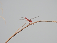Crocothemis servilia