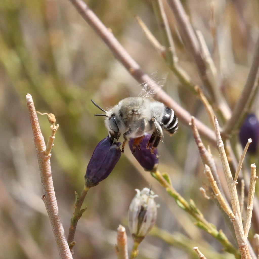 Anthophora dammersi