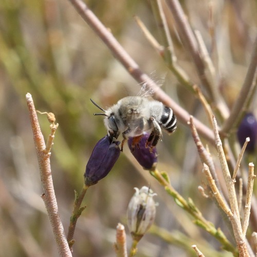 Anthophora dammersi