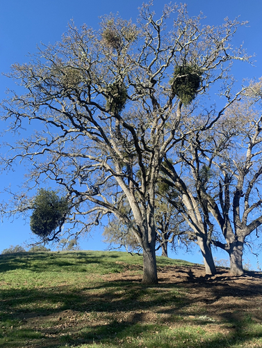 iNaturalist observation photo of valley oak