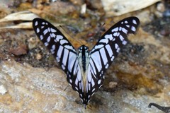 Graphium xenocles