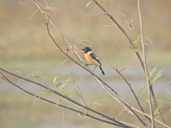 Saxicola
