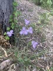 Thysanotus banksii