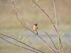 Saxicola