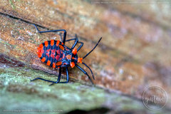 Spartocera pantomima