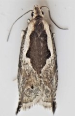 Ancylis nubeculana