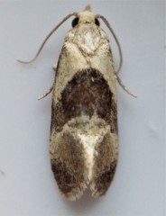 Phalonidia lepidana