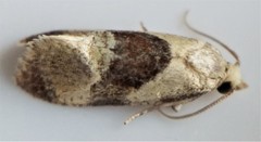 Phalonidia lepidana