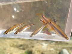 Pteronotropis hypselopterus