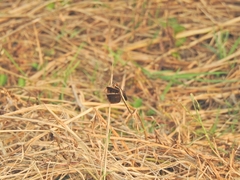 Neurothemis tullia