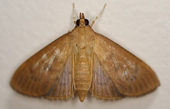 Herpetogramma stultalis