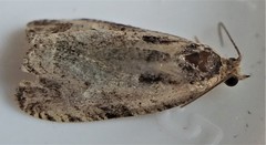 Olethreutes punctanum