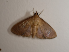 Herpetogramma stultalis