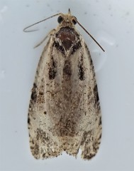 Olethreutes punctanum