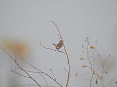 Luscinia svecica