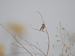 Luscinia svecica