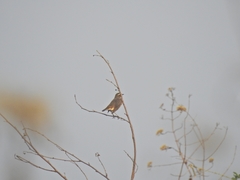 Luscinia svecica