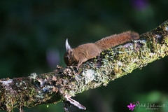 Exilisciurus whiteheadi