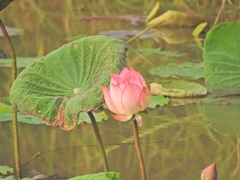 Nelumbo nucifera