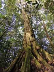 Lithocarpus amygdalifolius