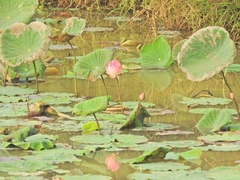 Nelumbo nucifera