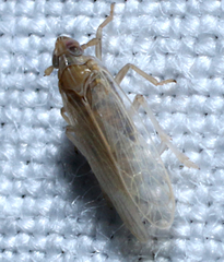 Prokelisia