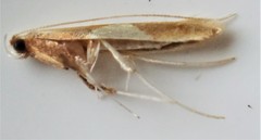 Caloptilia packardella