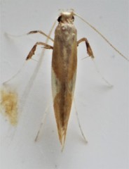 Caloptilia packardella