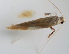 Caloptilia packardella