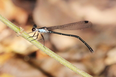 Lestoidea brevicauda
