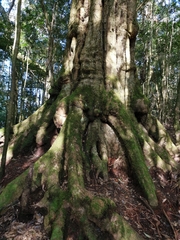 Lithocarpus amygdalifolius