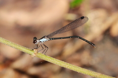 Lestoidea brevicauda