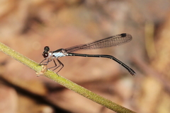 Lestoidea brevicauda