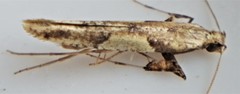 Caloptilia packardella