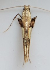 Caloptilia packardella