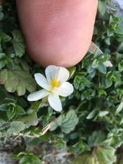 Viola bicolor