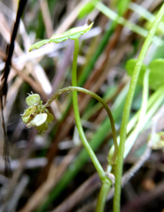Hydrocotyle pterocarpa