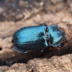 Platycerus caraboides