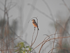 Saxicola stejnegeri