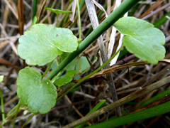 Hydrocotyle pterocarpa
