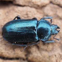 Platycerus caraboides
